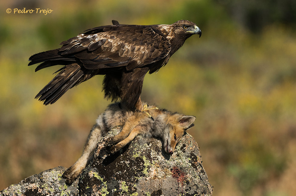 Águila real (Aguila chrysaetos)